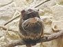 tamarin